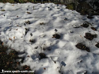 Photo des plantes en hiver au jardin de la Jaysinia à Samoëns